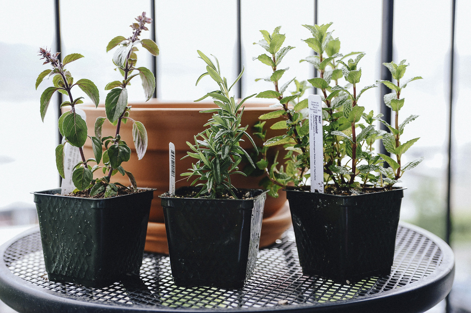 choosing the right herbs for your garden choosing the right herbs for your garden