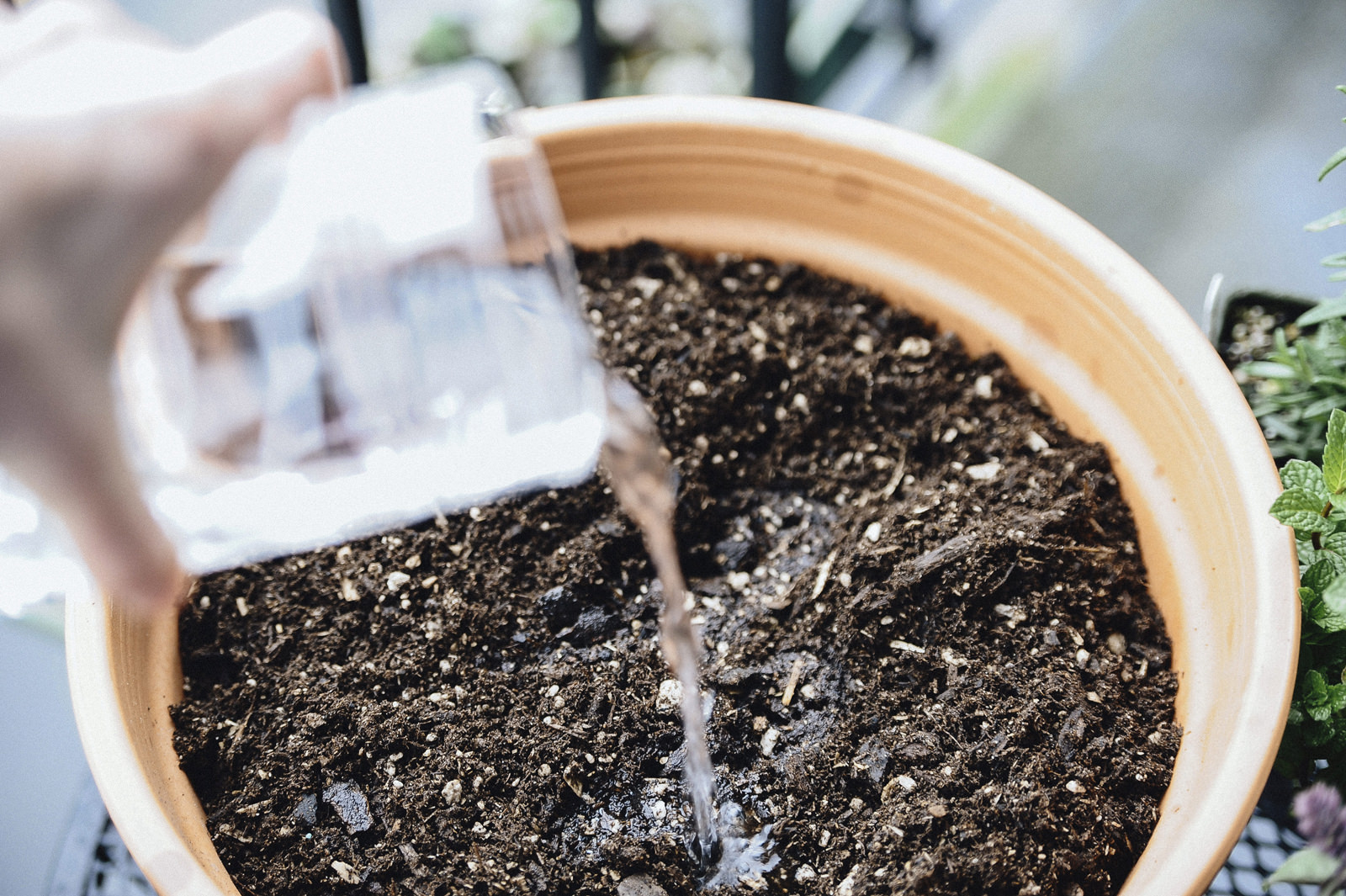 watering herb garden watering herb garden