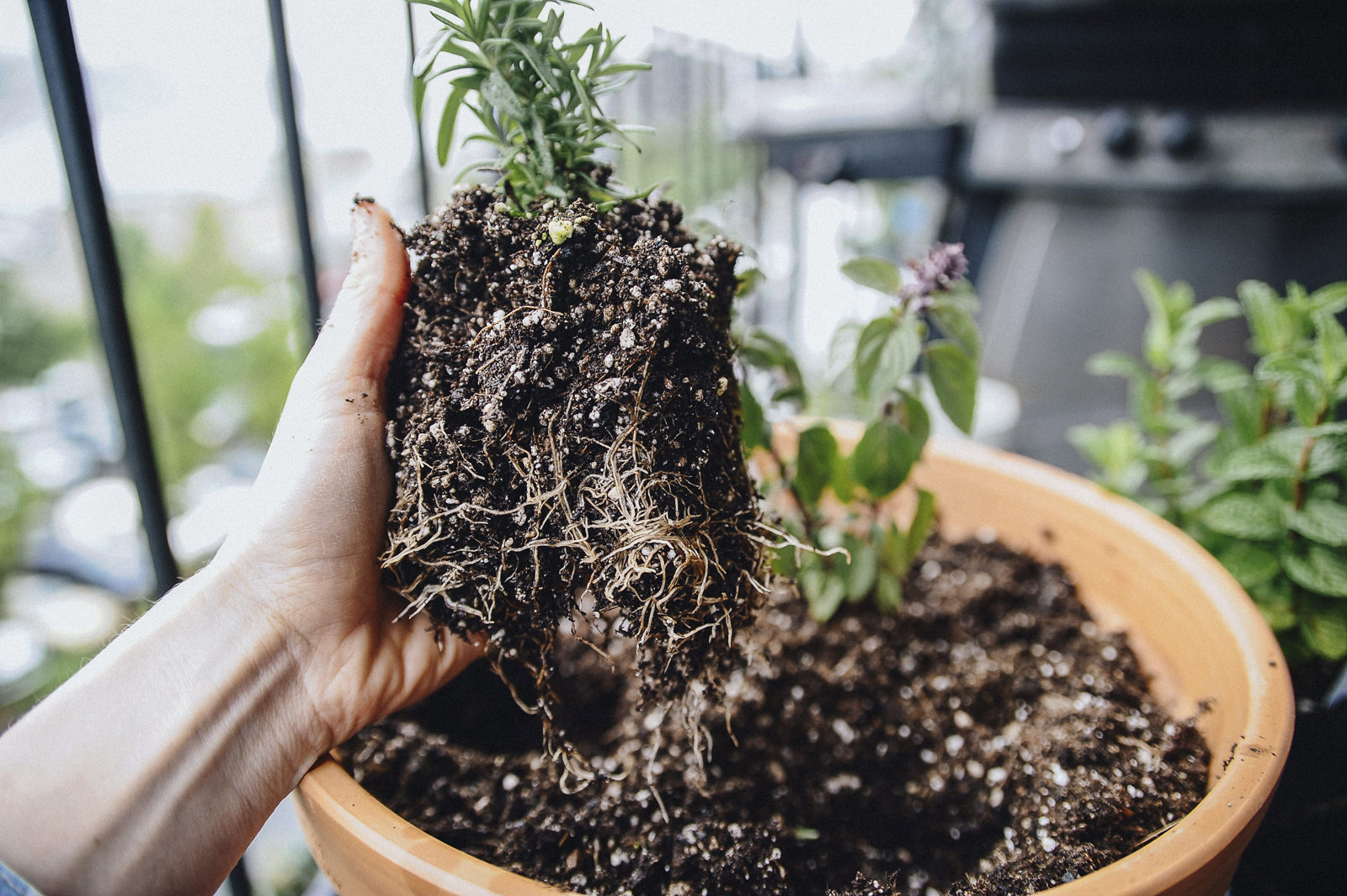 herb garden roots herb garden roots