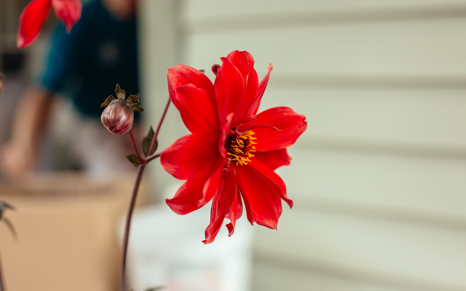 red flower