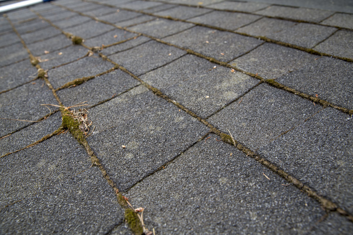 composite roof shingles with moss