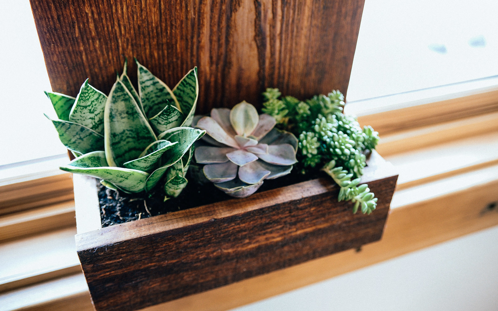 Planter box with several plants, stained with Penofin Transparent Cedar.