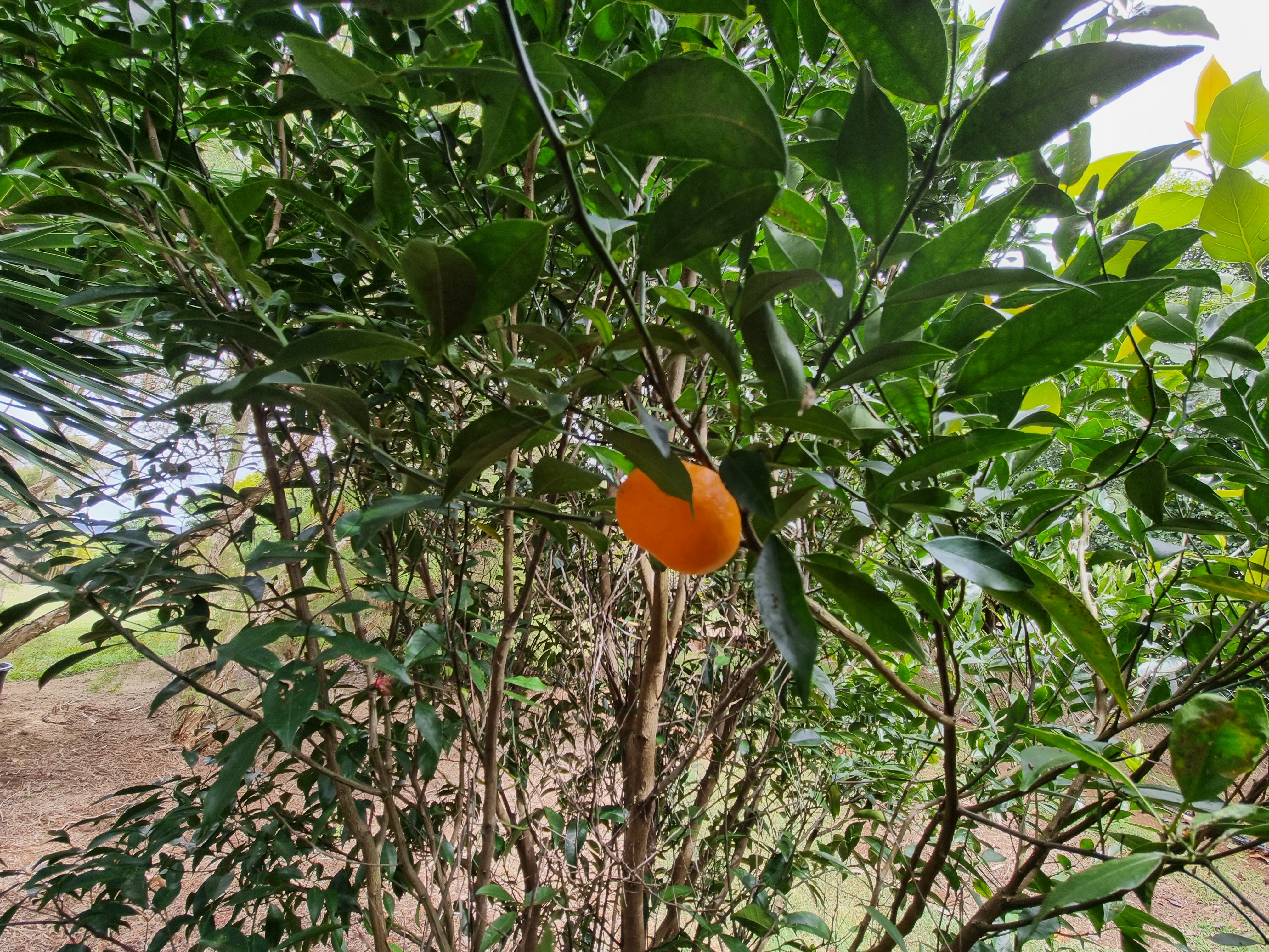 37 Moffat Drive, Tolga