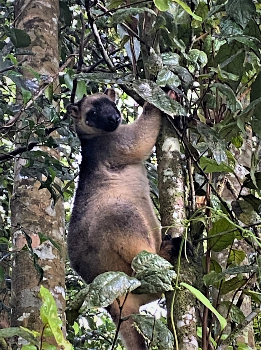 794 Seamark Road, Malanda