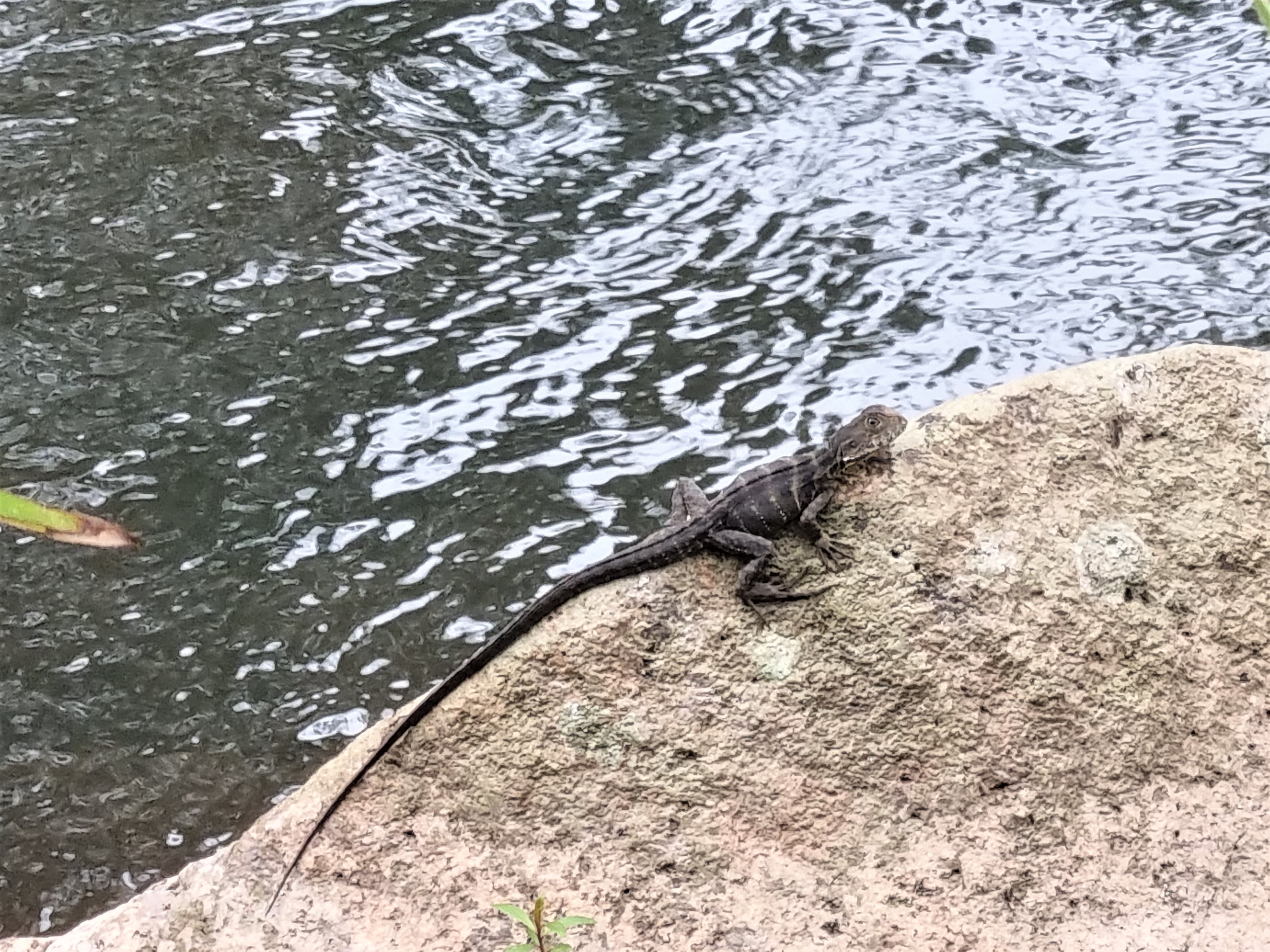 53 River Road, Millstream