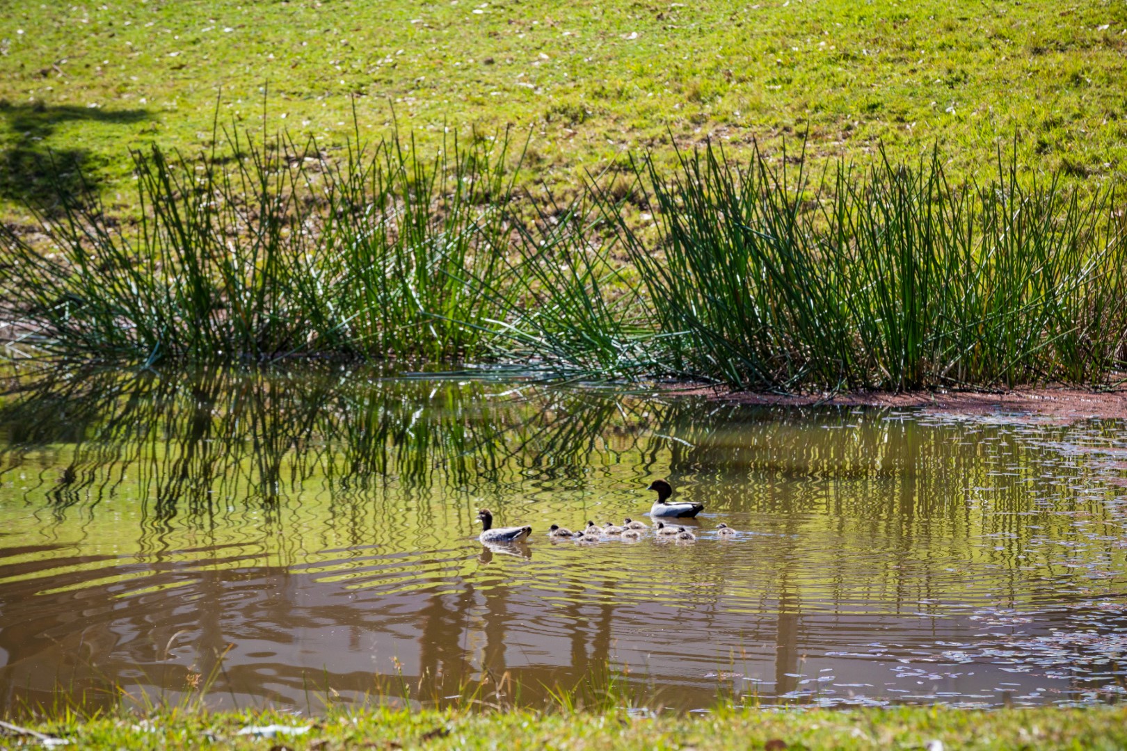 71 COILA CREEK ROAD, Coila