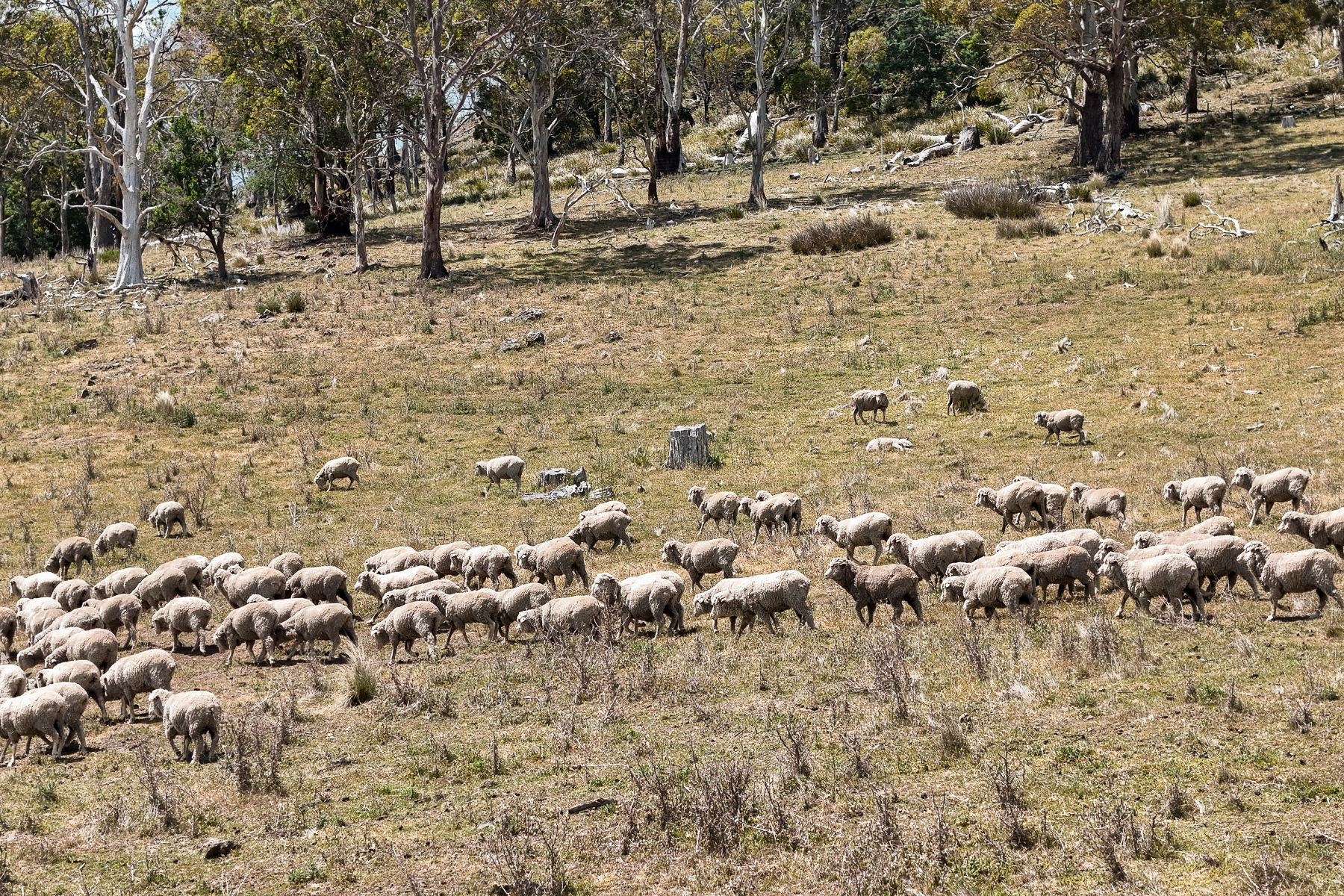 "Kheme Hill" Eastwood Road, York Plains