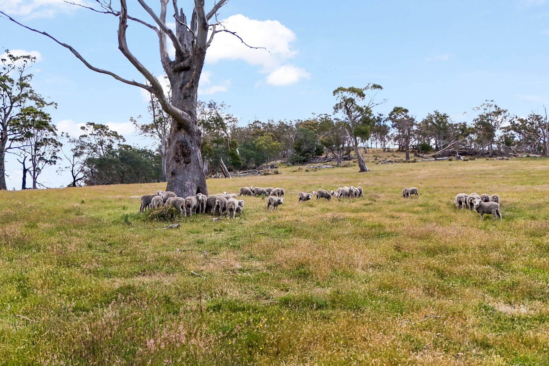 "Kheme Hill" Eastwood Road, York Plains