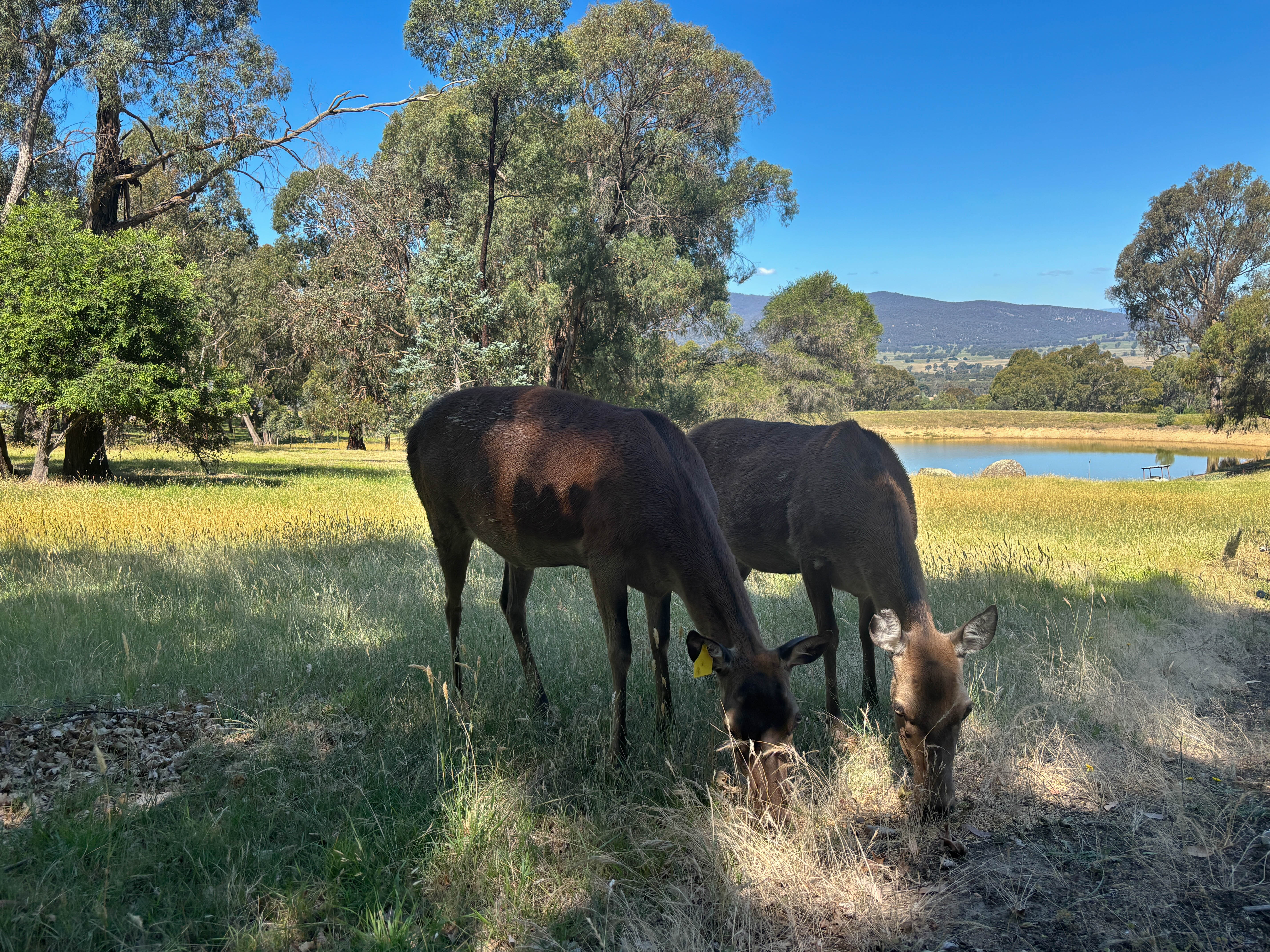 338 Harpers Road, Barjarg