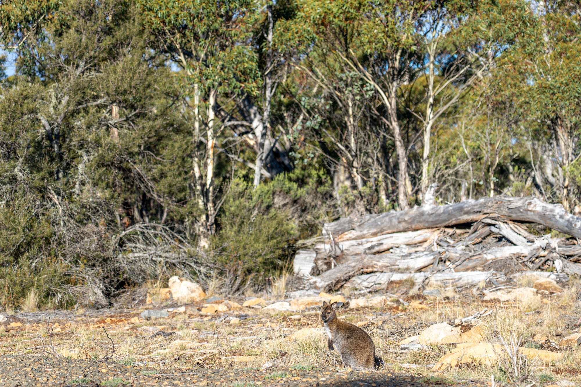 16 Anglers Crescent, Miena