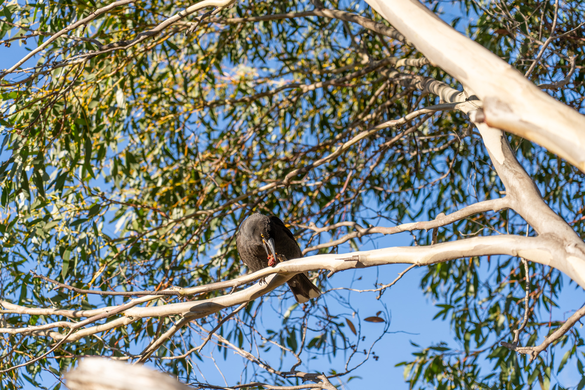 16 Anglers Crescent, Miena