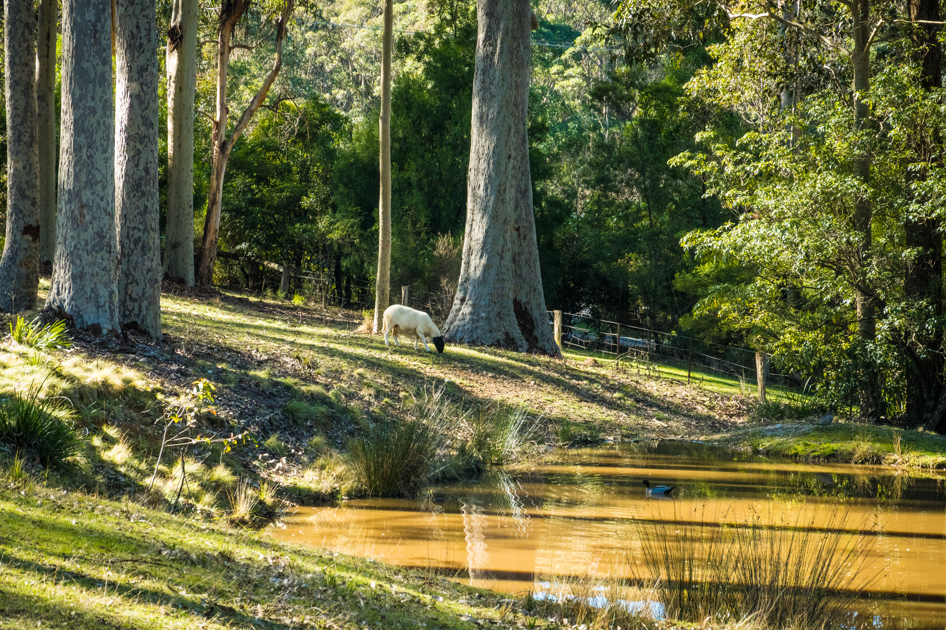 52 Corunna Road, Narooma