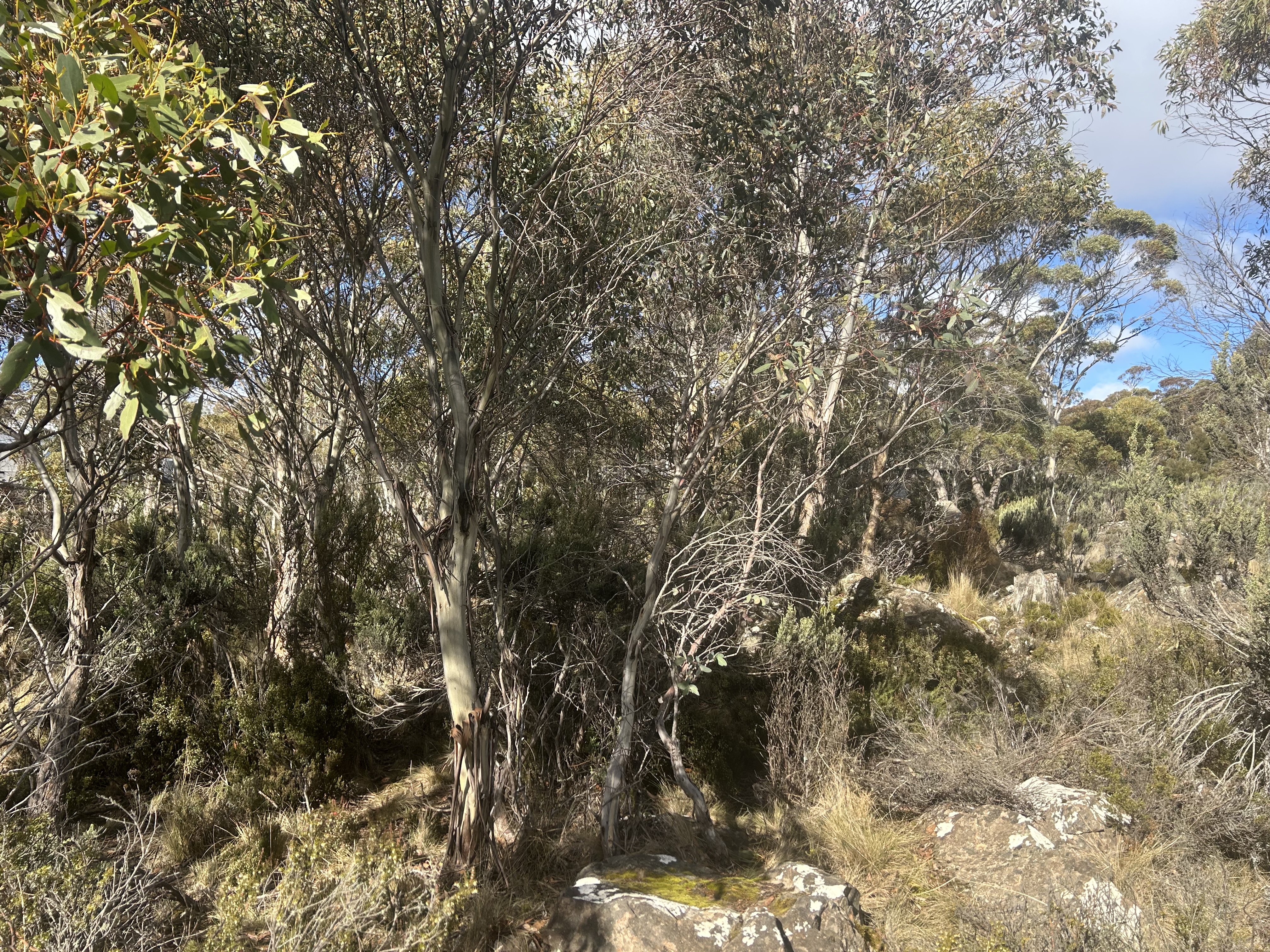 42 Fleming Drive, Miena