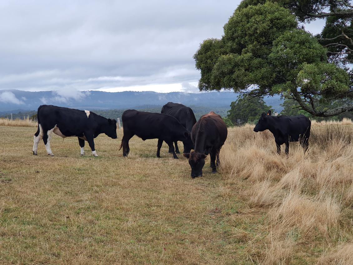 157 Beasleys Road, Frankford