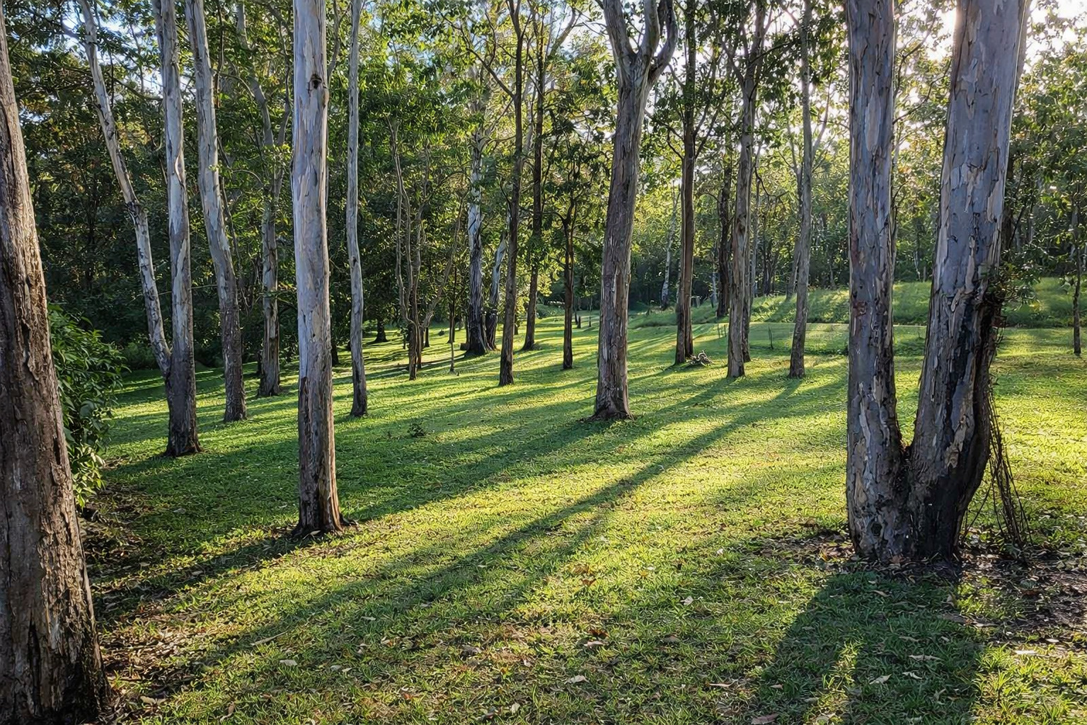 226 Rolley Road, Wondecla