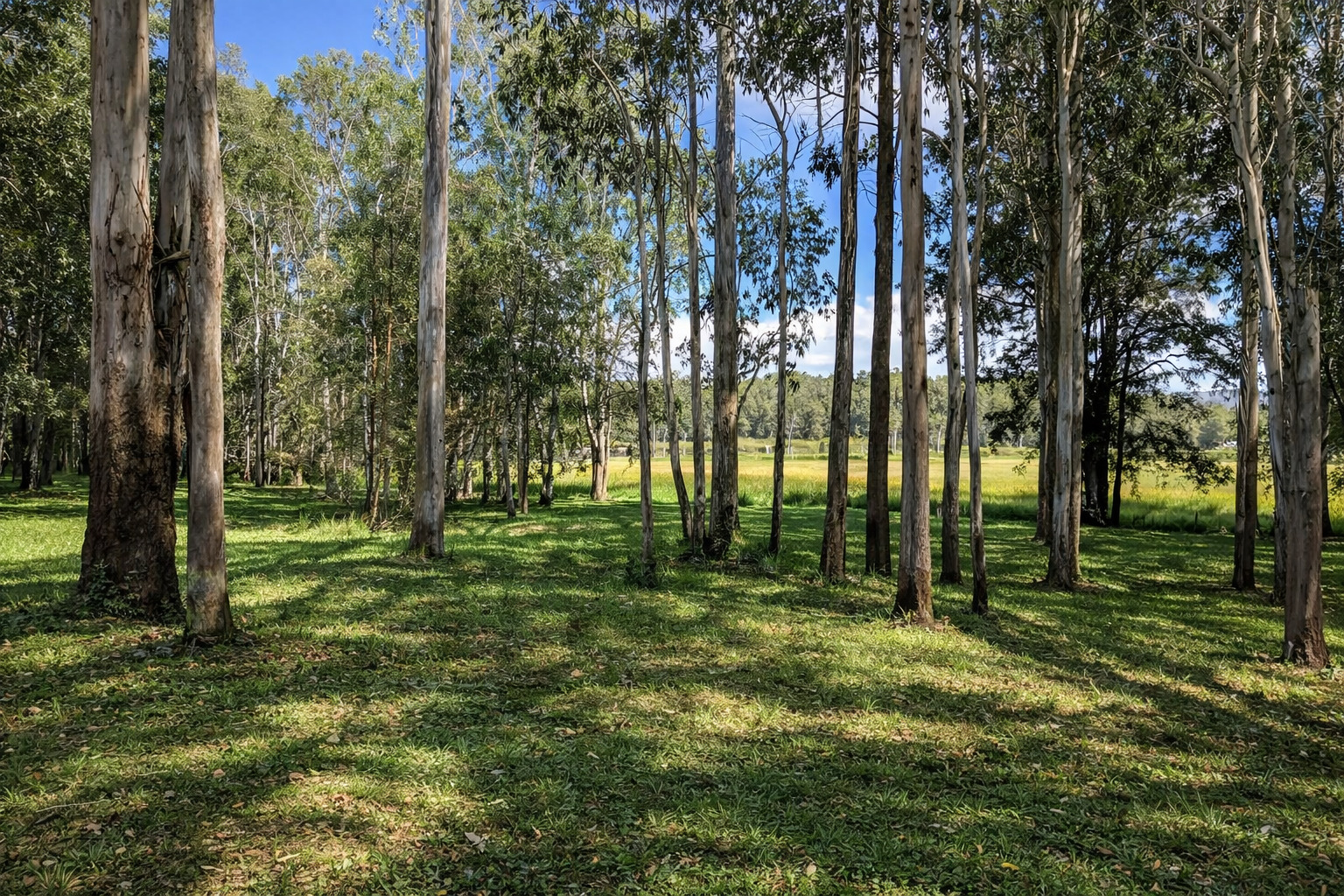 226 Rolley Road, Wondecla