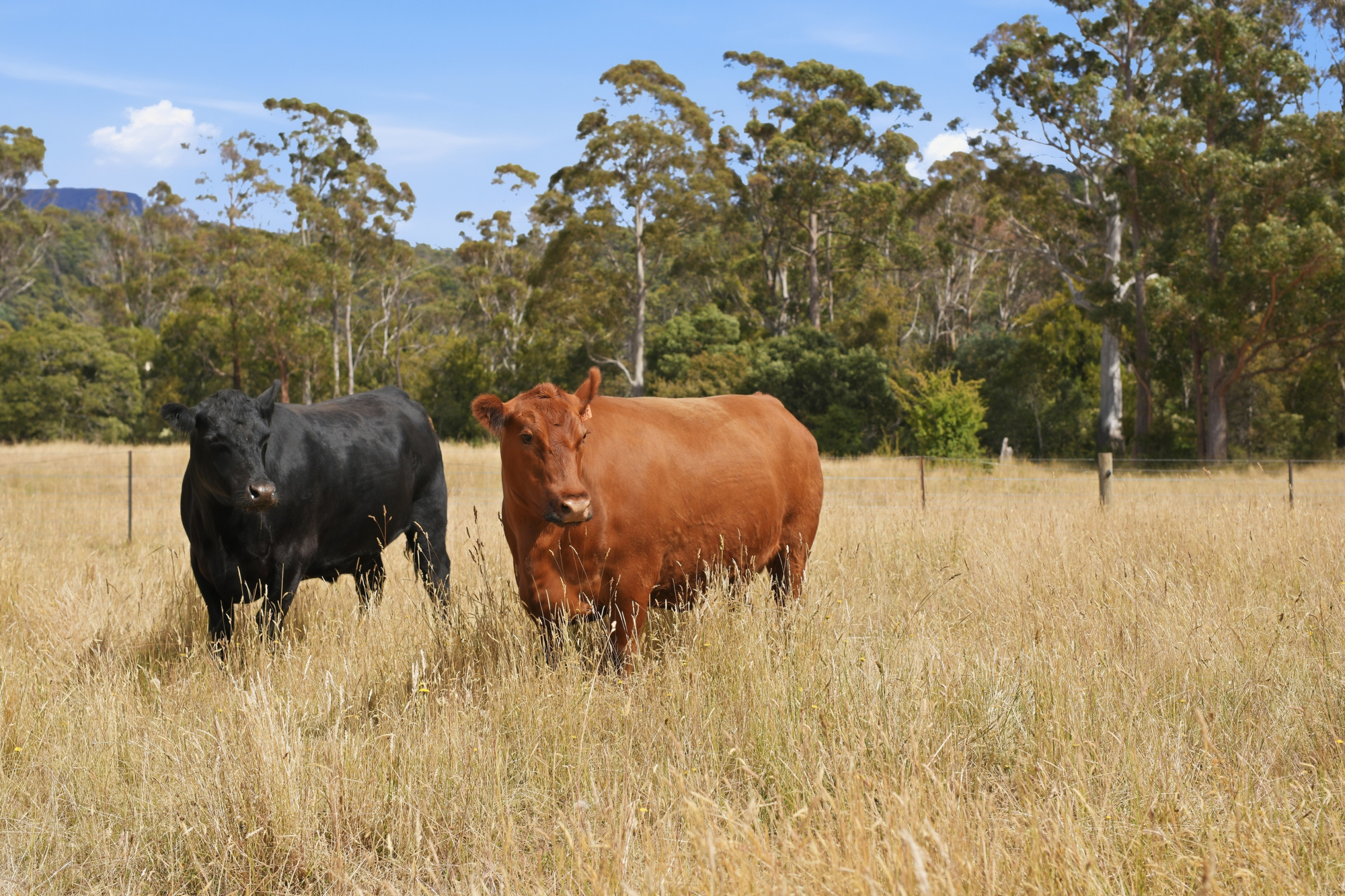 496 Blackwood Creek Road (access via Hodgetts Road), Blackwood Creek