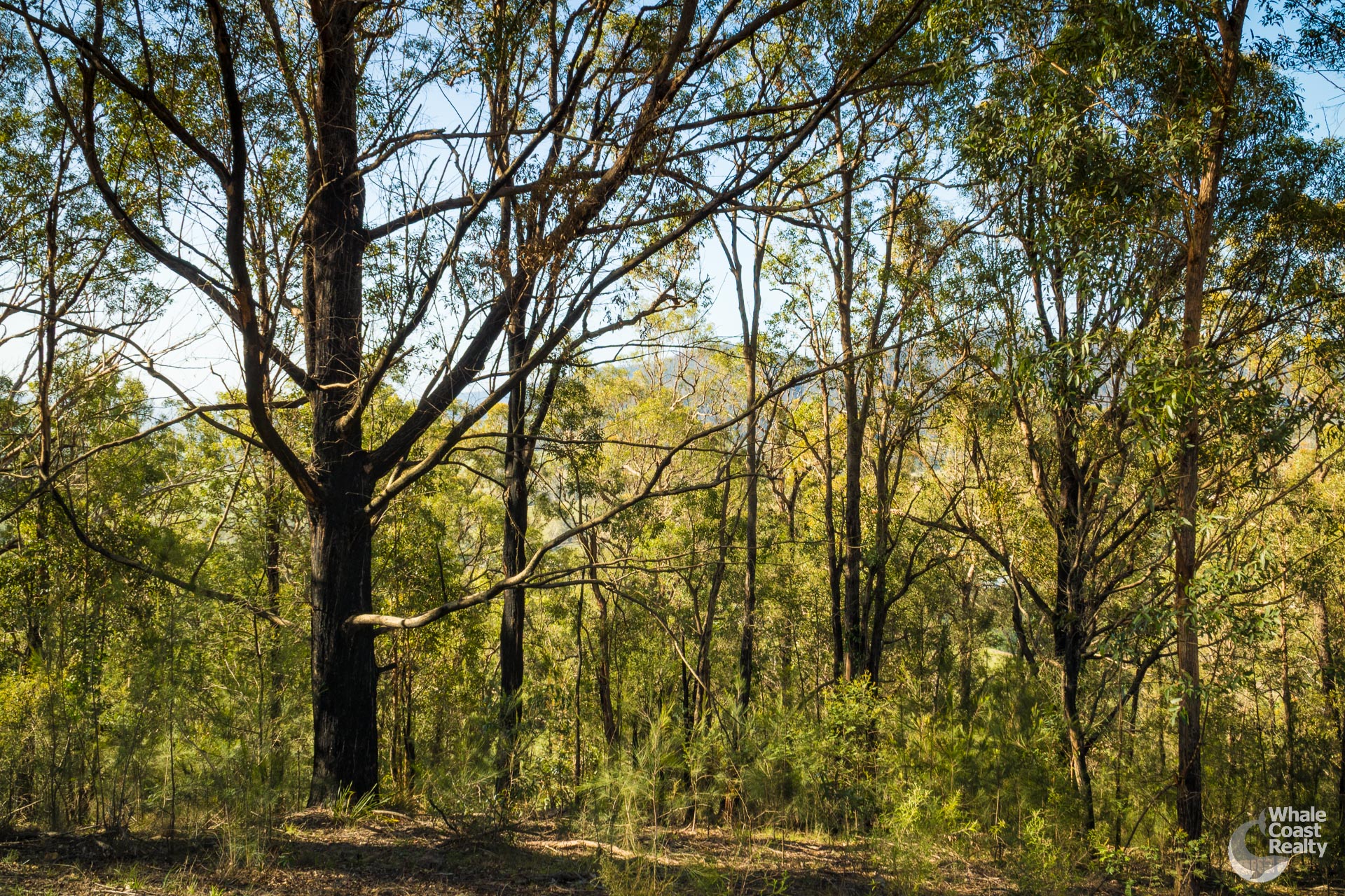 Lot 22 Barrabaroo Road, Cobargo