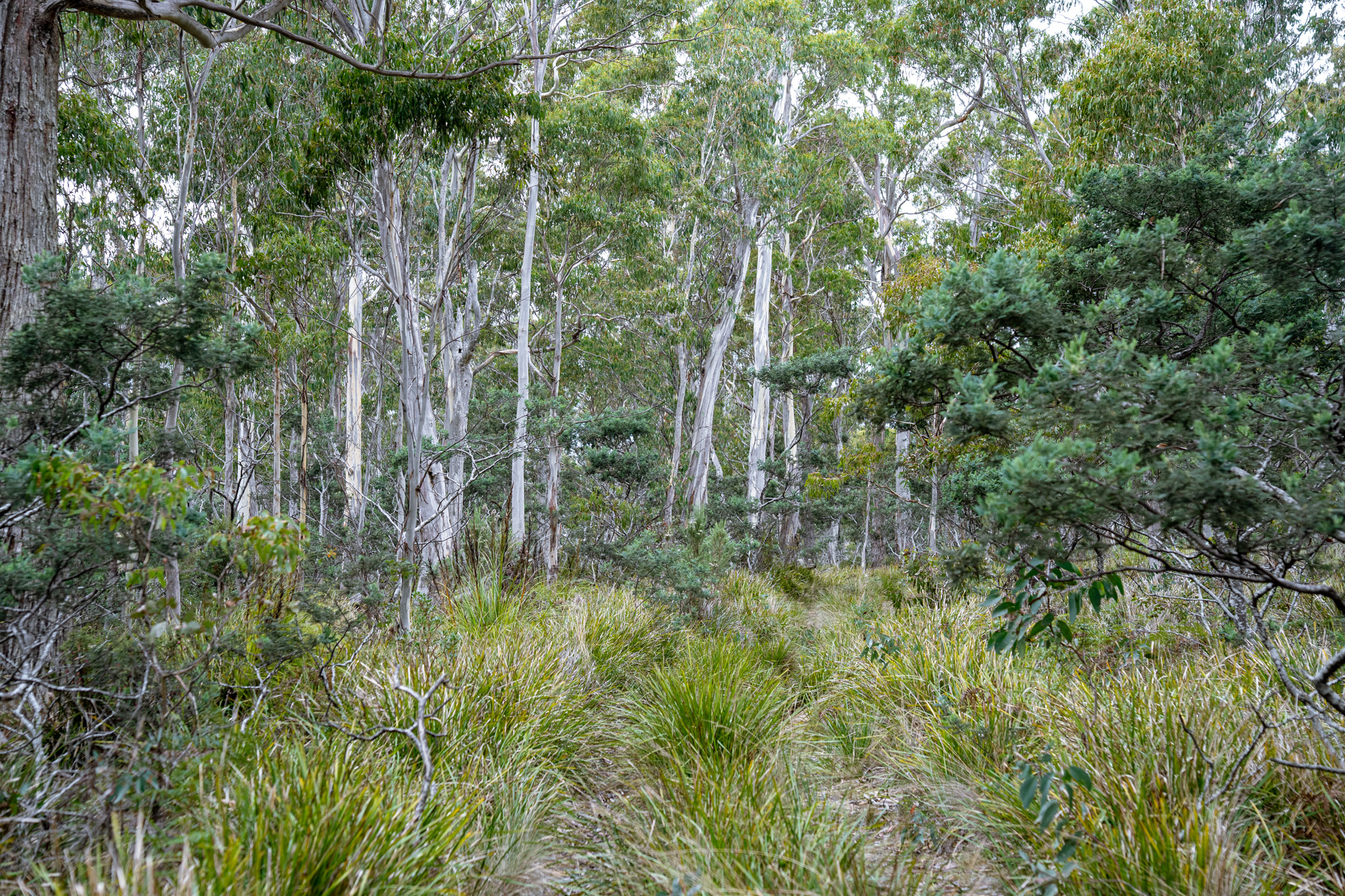 'Hardings Bay Retreat', Lake Leake Road, Lake Leake