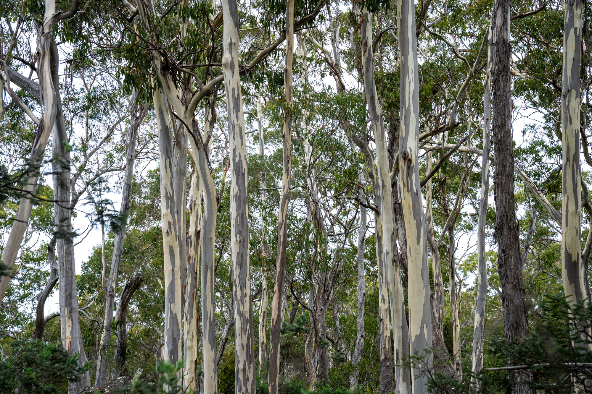 'Hardings Bay Retreat', Lake Leake Road, Lake Leake