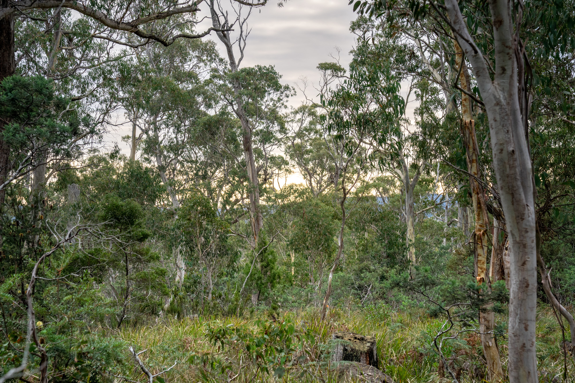 'Hardings Bay Retreat', Lake Leake Road, Lake Leake