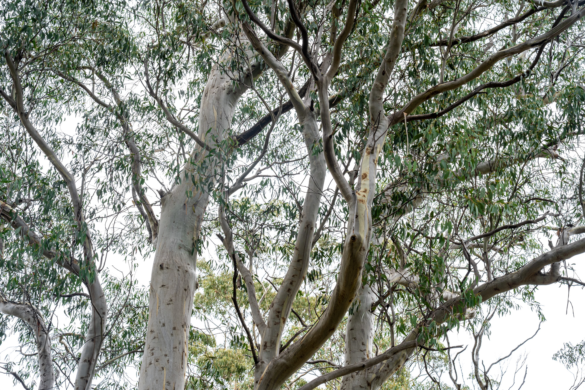 'Hardings Bay Retreat', Lake Leake Road, Lake Leake