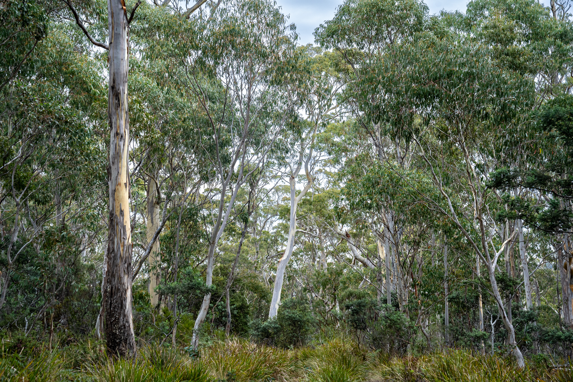 'Hardings Bay Retreat', Lake Leake Road, Lake Leake