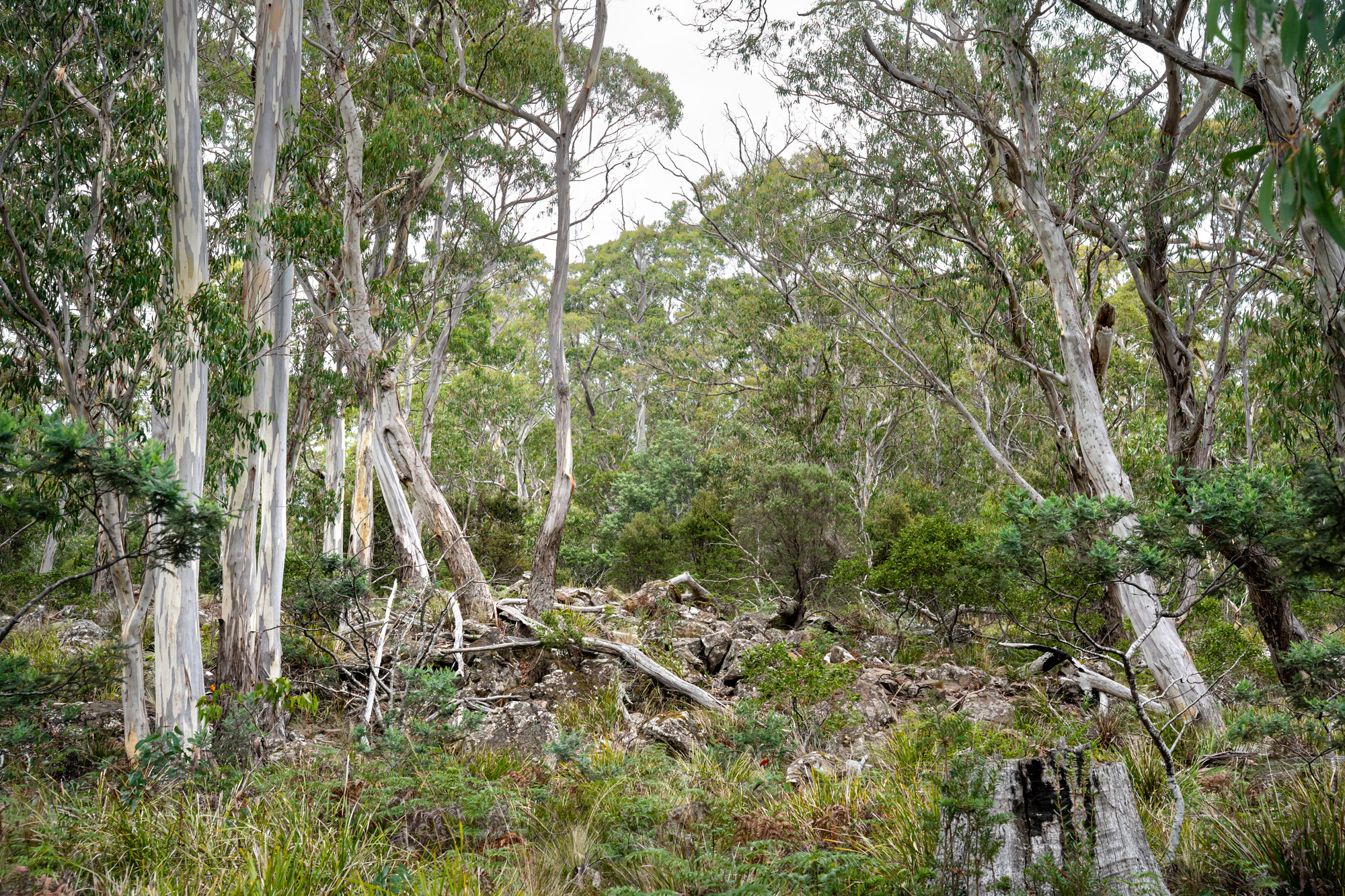'Hardings Bay Retreat', Lake Leake Road, Lake Leake