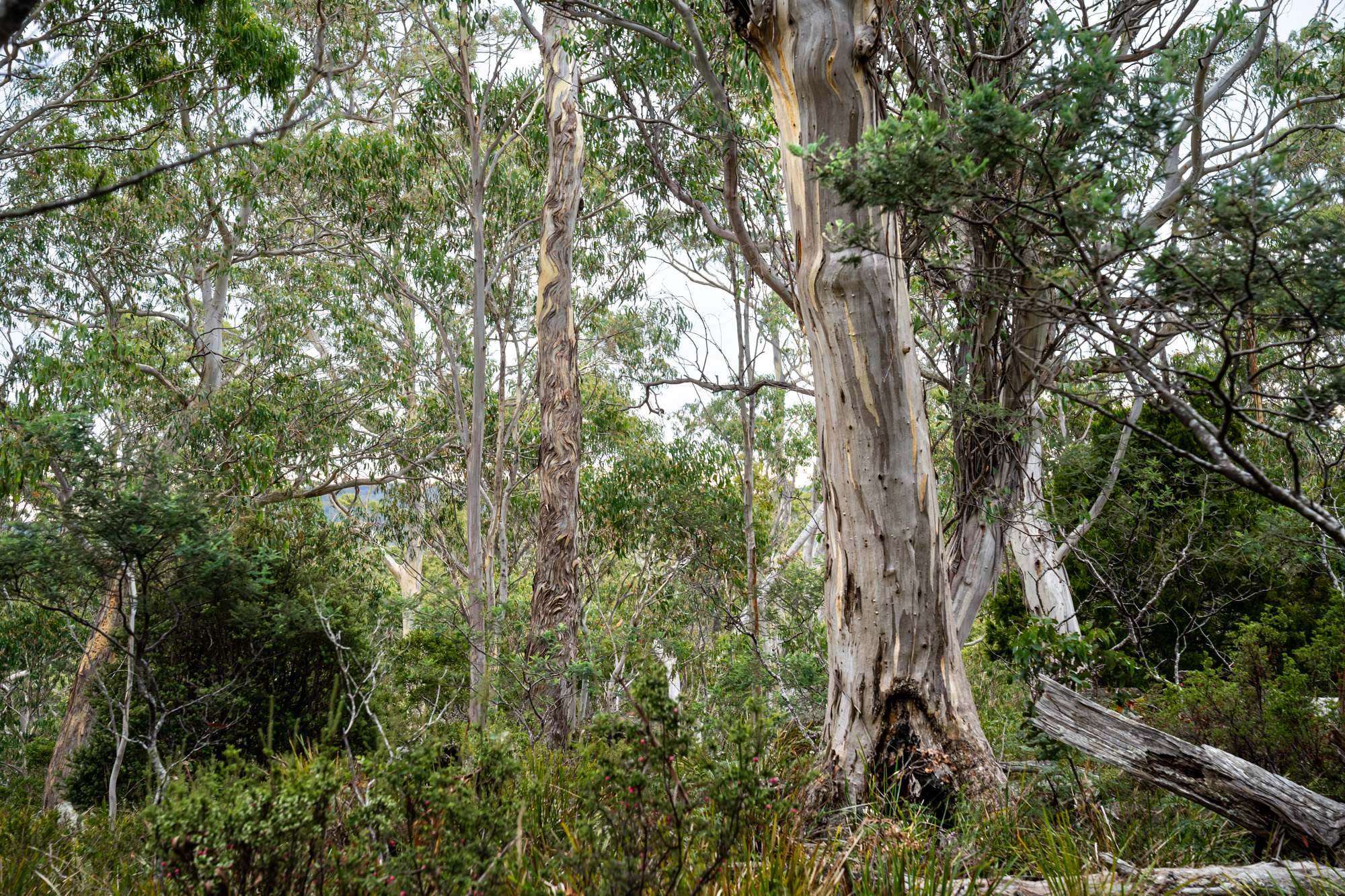 'Hardings Bay Retreat', Lake Leake Road, Lake Leake