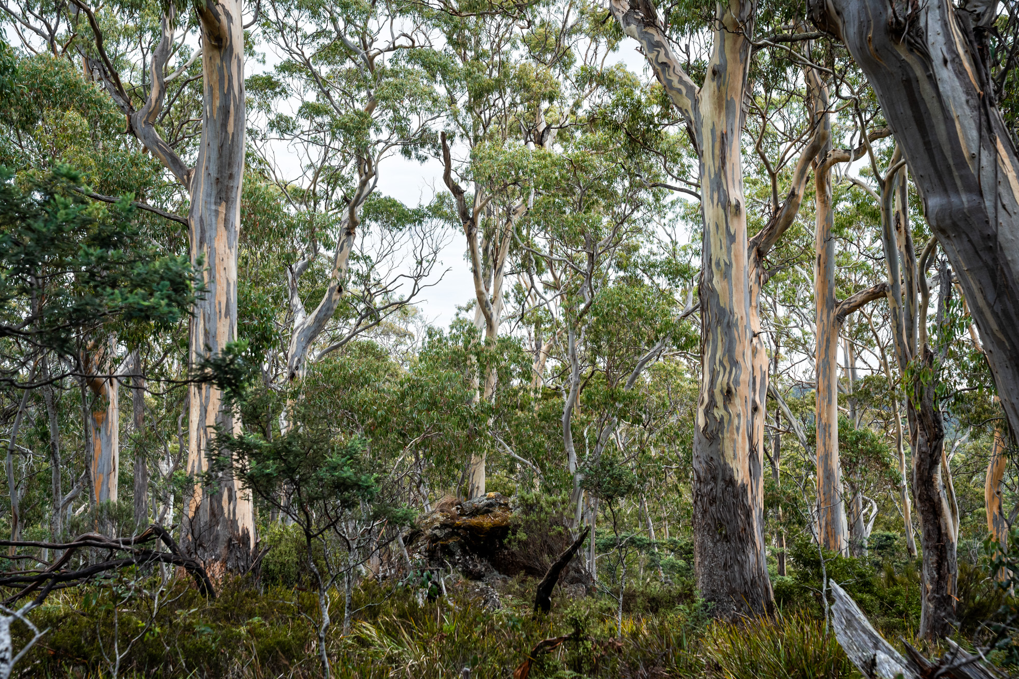 'Hardings Bay Retreat', Lake Leake Road, Lake Leake