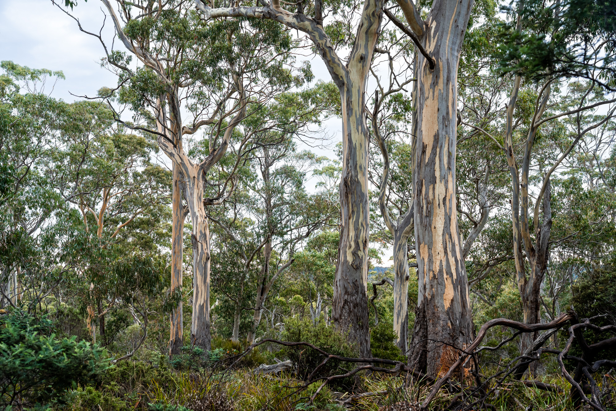'Hardings Bay Retreat', Lake Leake Road, Lake Leake