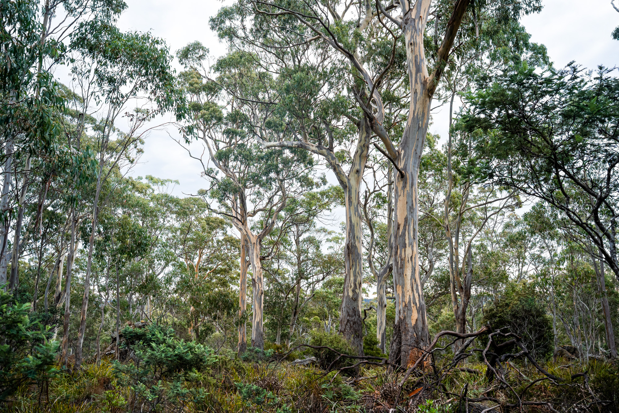 'Hardings Bay Retreat', Lake Leake Road, Lake Leake