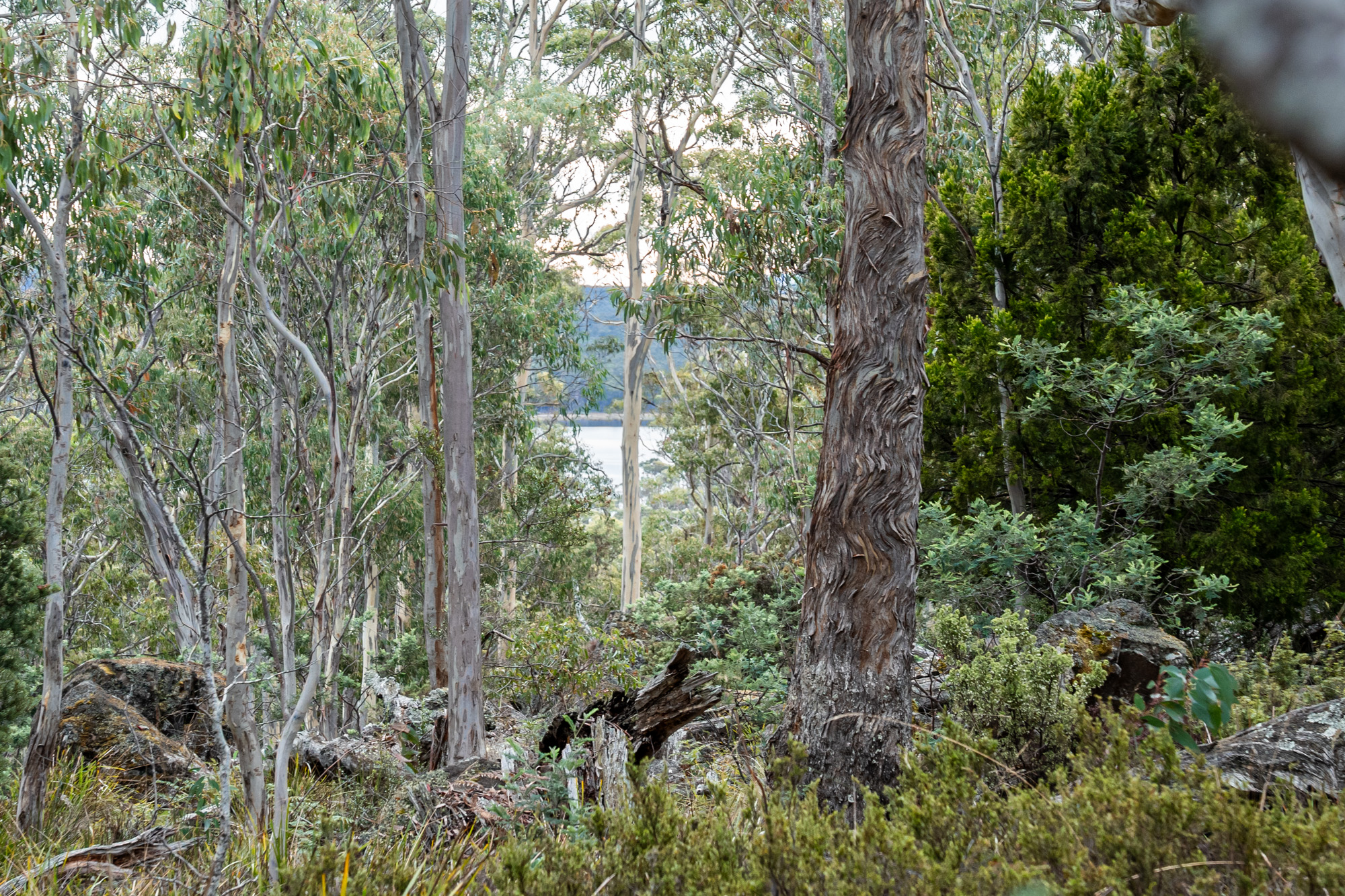 'Hardings Bay Retreat', Lake Leake Road, Lake Leake