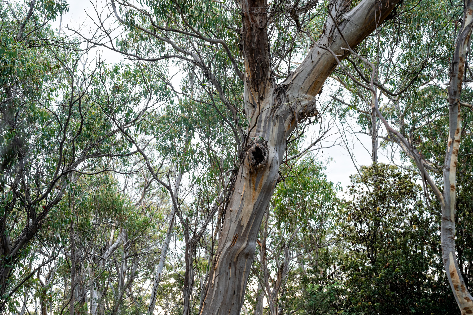 'Hardings Bay Retreat', Lake Leake Road, Lake Leake