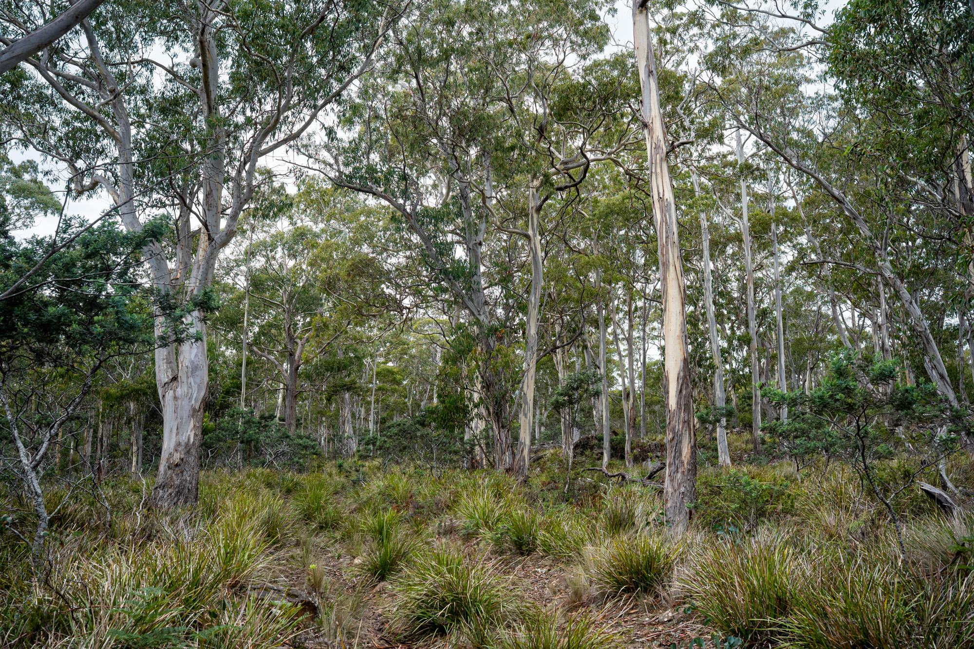 'Hardings Bay Retreat', Lake Leake Road, Lake Leake