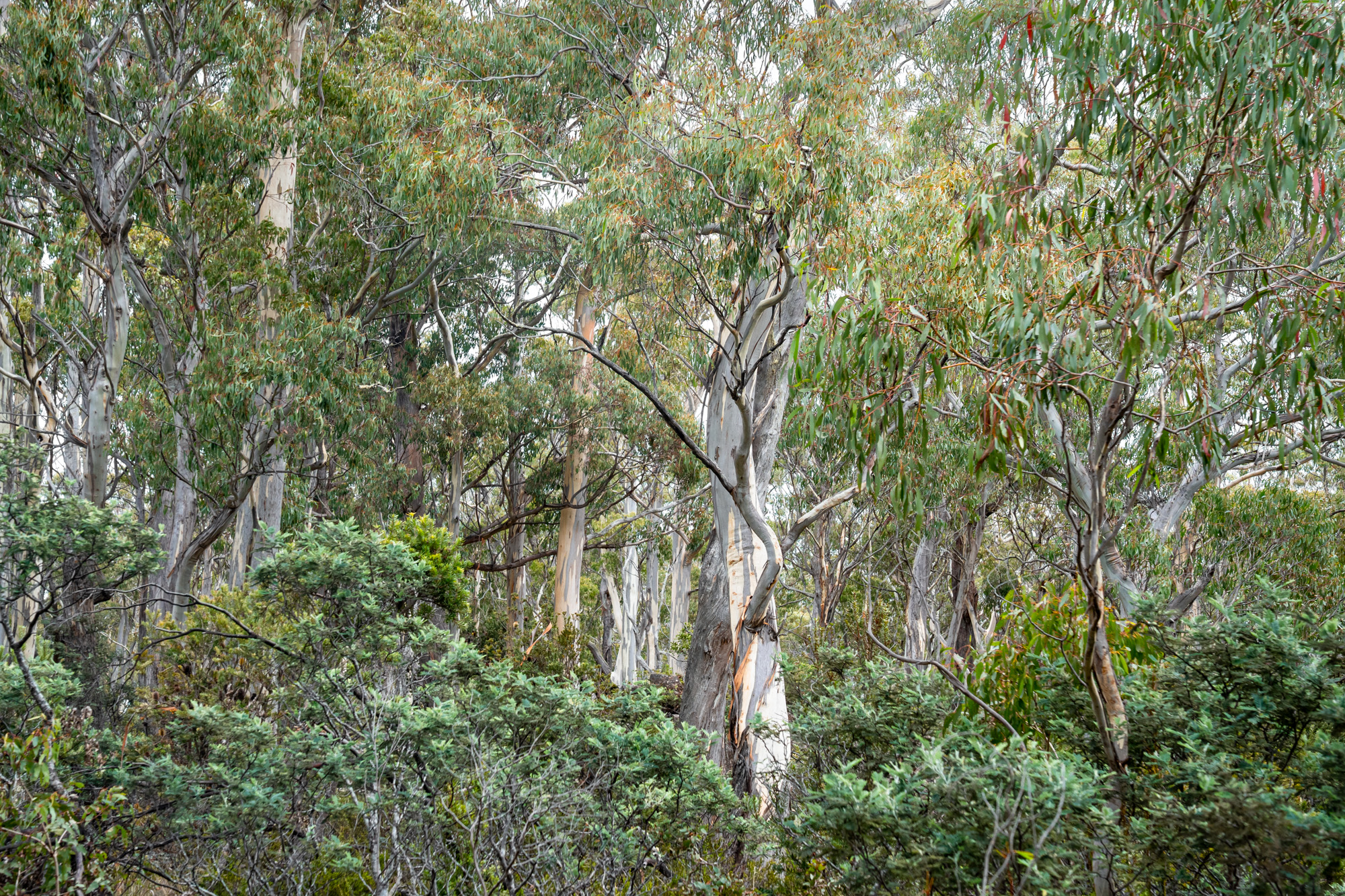 'Hardings Bay Retreat', Lake Leake Road, Lake Leake