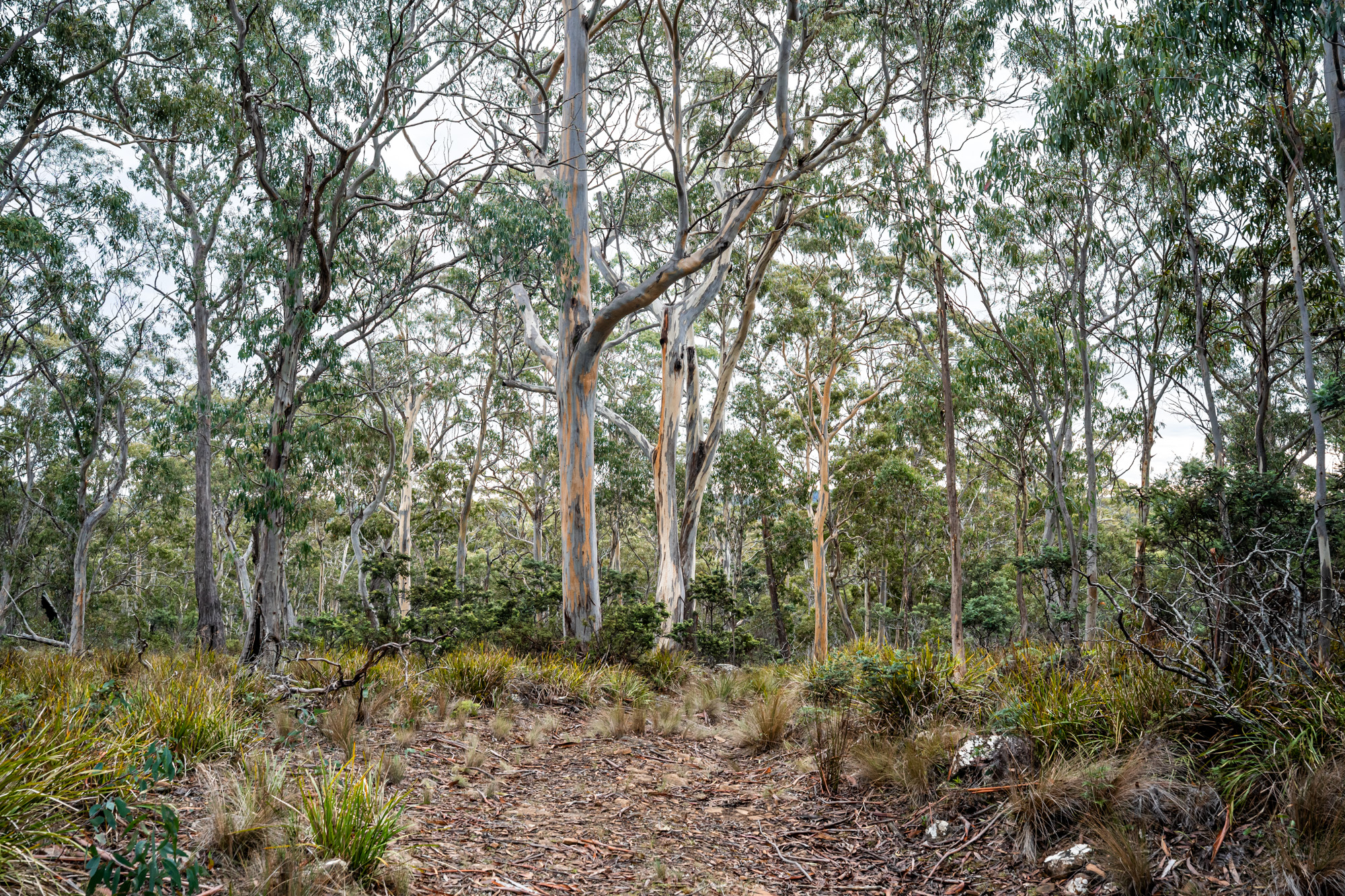 'Hardings Bay Retreat', Lake Leake Road, Lake Leake