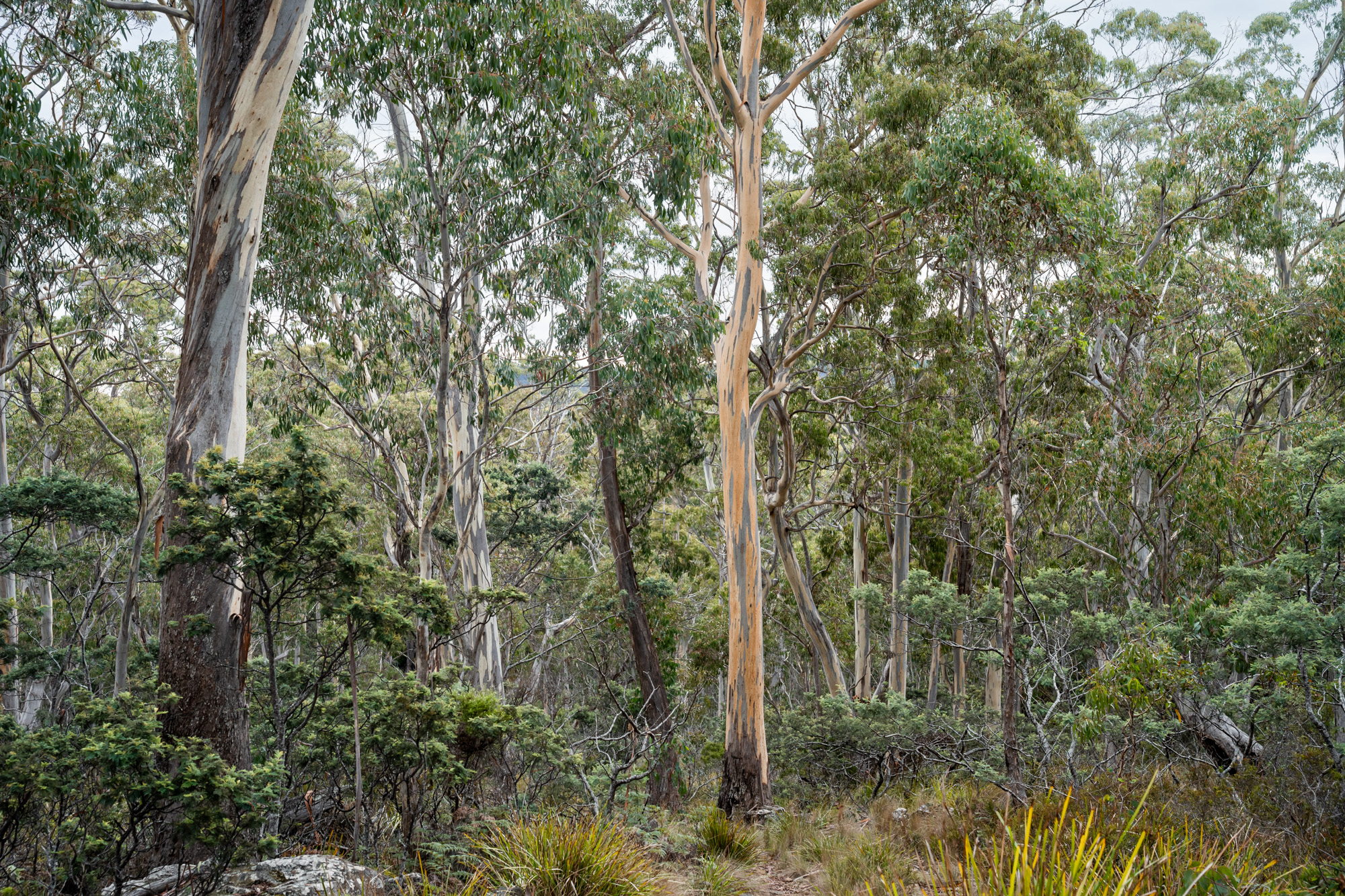 'Hardings Bay Retreat', Lake Leake Road, Lake Leake