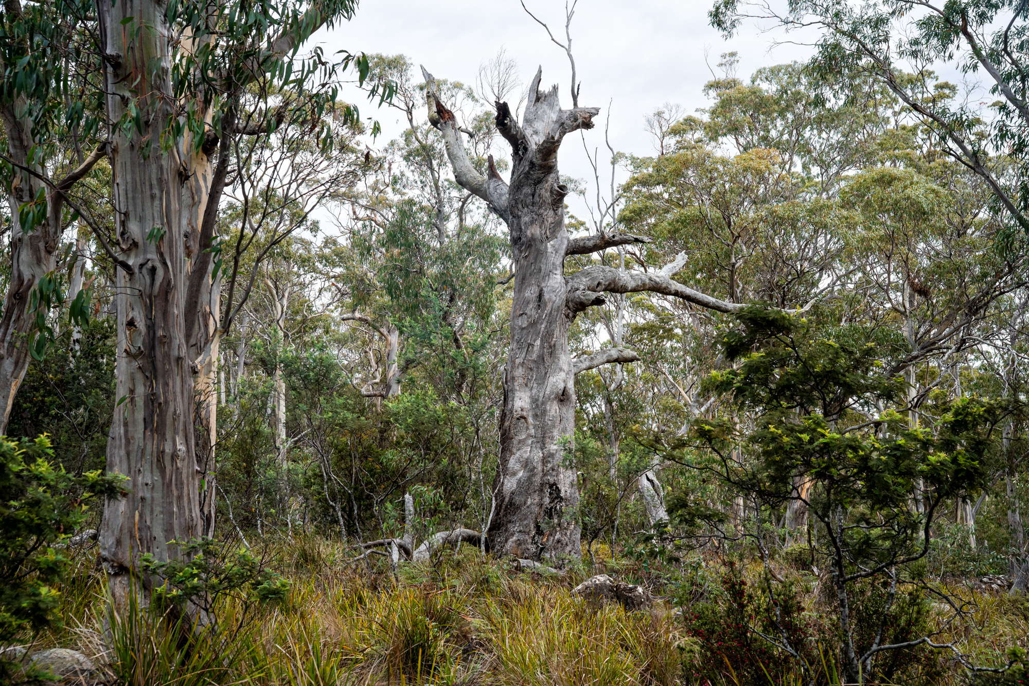 'Hardings Bay Retreat', Lake Leake Road, Lake Leake