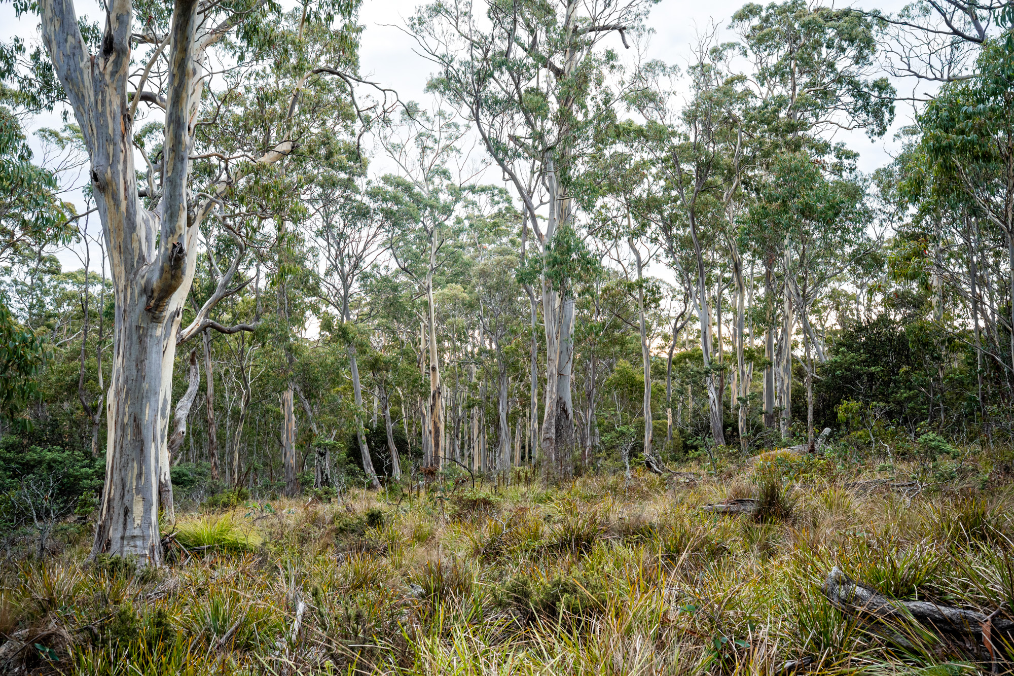 'Hardings Bay Retreat', Lake Leake Road, Lake Leake