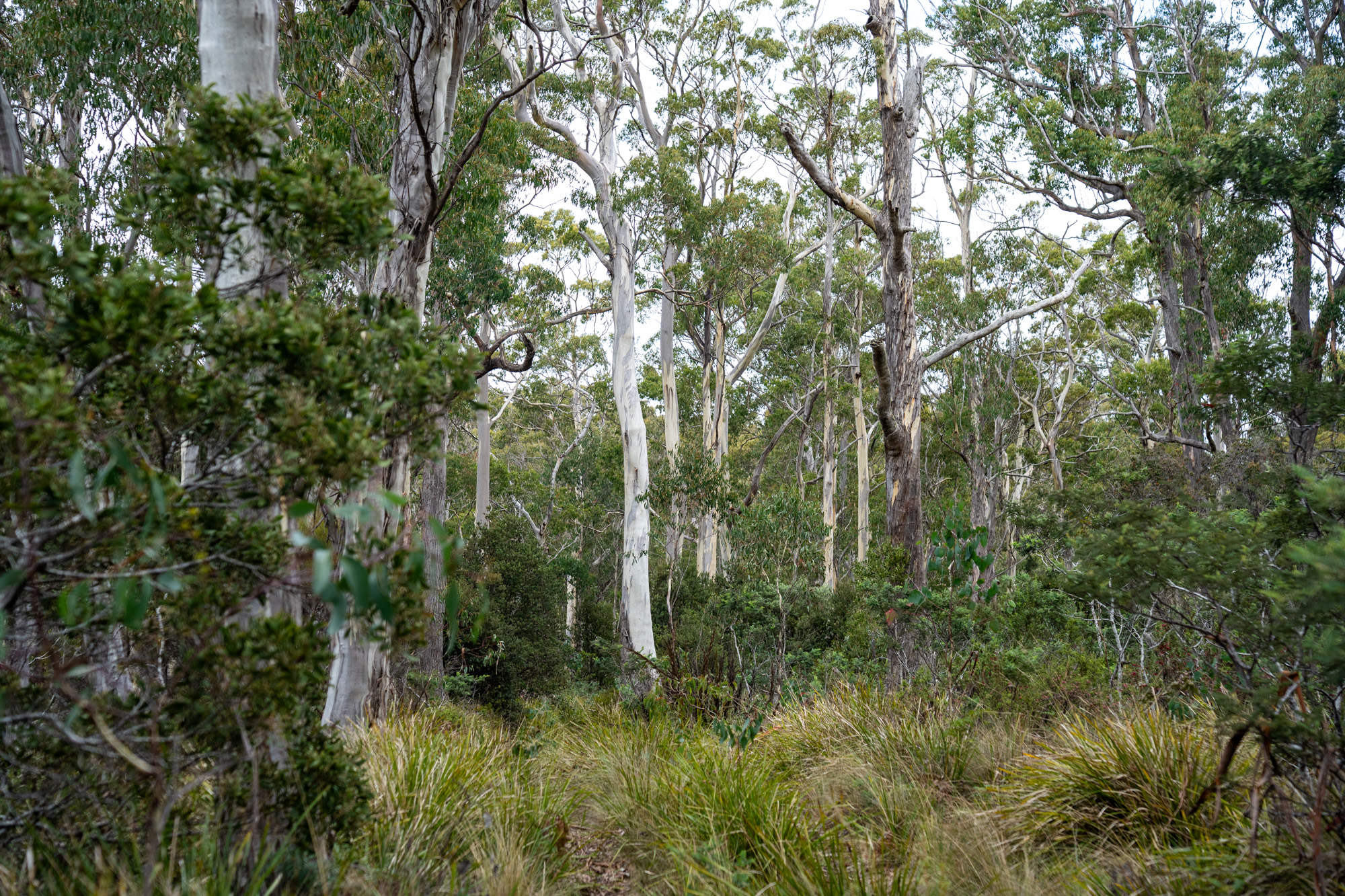 'Hardings Bay Retreat', Lake Leake Road, Lake Leake