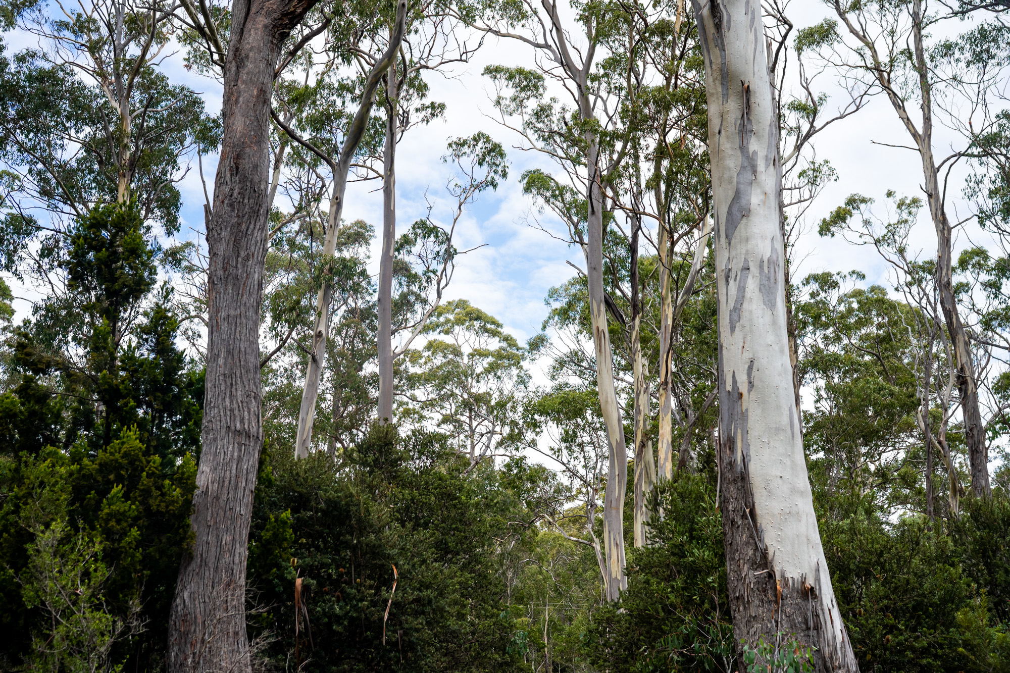 'Hardings Bay Retreat', Lake Leake Road, Lake Leake