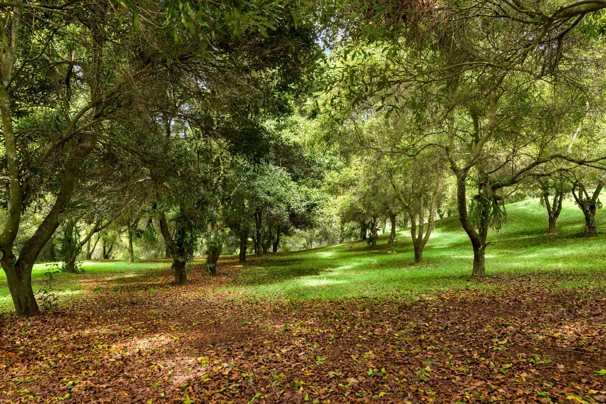 1005 TUNTABLE CREEK ROAD, Nimbin