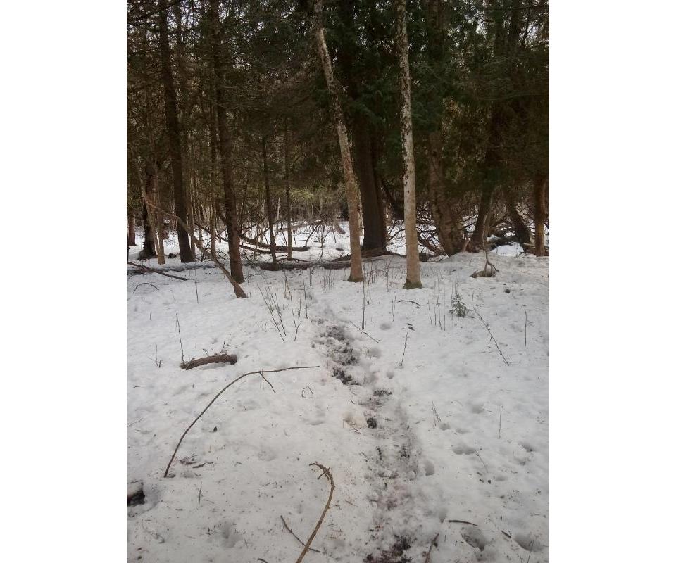 Naubinway, MI Upper Peninsula Vacant Land Online Auction