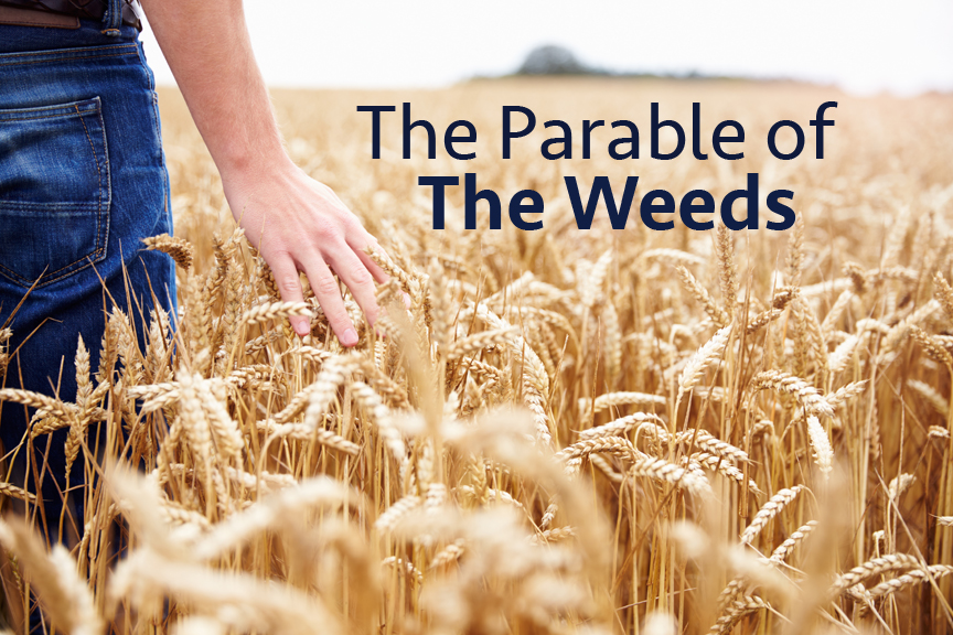 parable of wheat and weeds 4th and 5th graders in sunday school created this video to tell the parable of the weeds skip navigation the parable of weeds among the wheat. parable of wheat and weeds 4th and 5th graders in sunday school created this video to tell the parable of the weeds skip navigation the parable of weeds among the wheat.