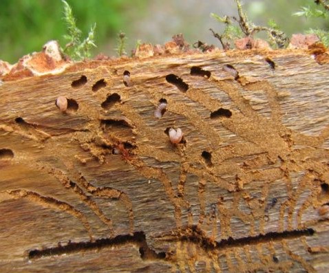 Bark beetle galleries