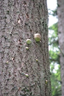 Fungal conks
