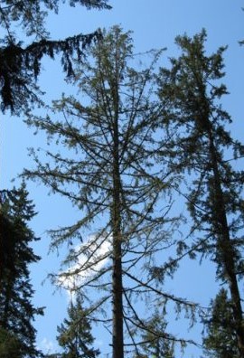An evergreen tree with thinning foliage