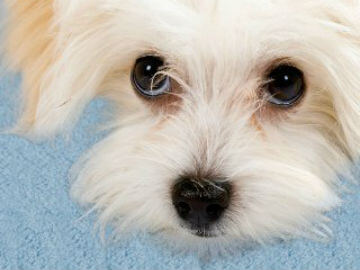 Cute dog staring at you