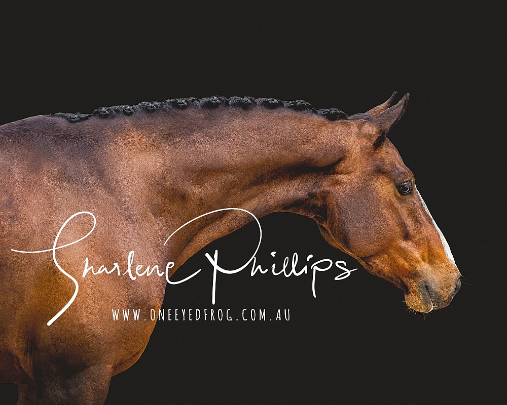 Equine Photography